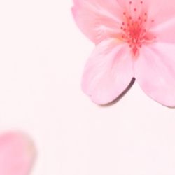 Leaf Magnet_Cherry Blossom