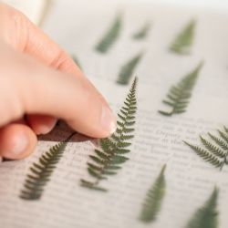 Press Flower Sticker_Bracken