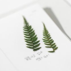 Press Flower Sticker_Bracken