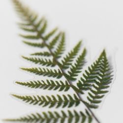 Press Flower Sticker_Bracken