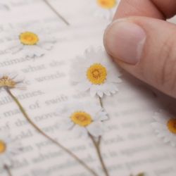 Press Flower Sticker_Marguerite