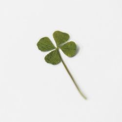 Press Flower Stickers_Four leaf clovers