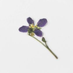 Press Flower Stickers_Manchurian violet