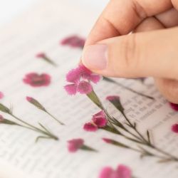 Press Flower Stickers_China pink 