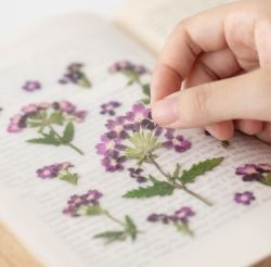 Press Flower Stickers_Verbena