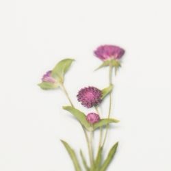 Press Flower Stickers_Globe amaranth