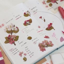 Press Flower Stickers_Apple blossom