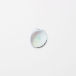 Nature Stickers_Seashell