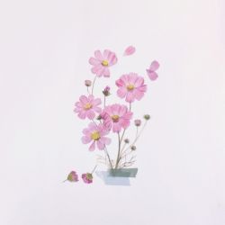 Press Flower Stickers_Cosmos