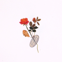 Rub-on Sticker_Botanical Orange