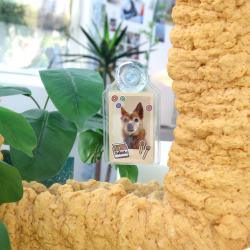 Window Photo Card 1 Pocket 