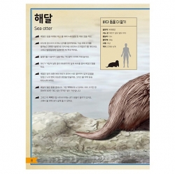 A Big Picture Book Sea Animals